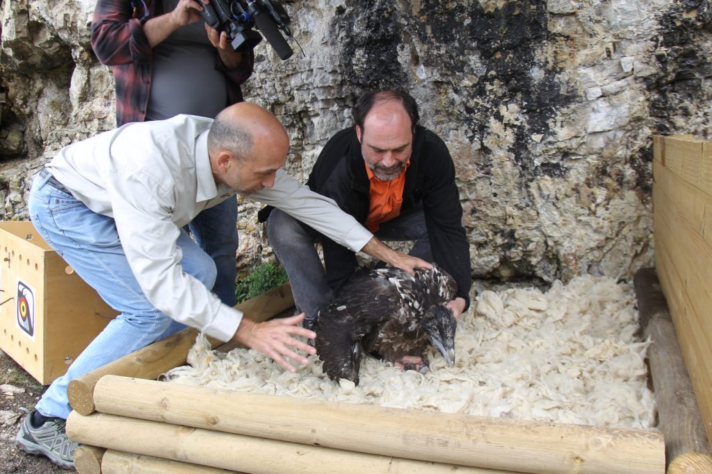 Quebrantahuesos en la Tinença de Benifassà.