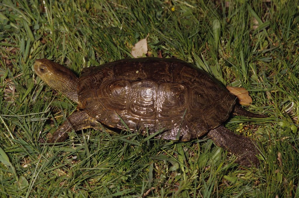 Galápago leproso.Foto ARDEIDAS