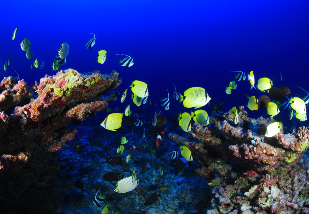 En los ecosistemas tropicales, los arrecifes coralinos proveen de pescado y protección de las olas a unos doscientos millones de personas.