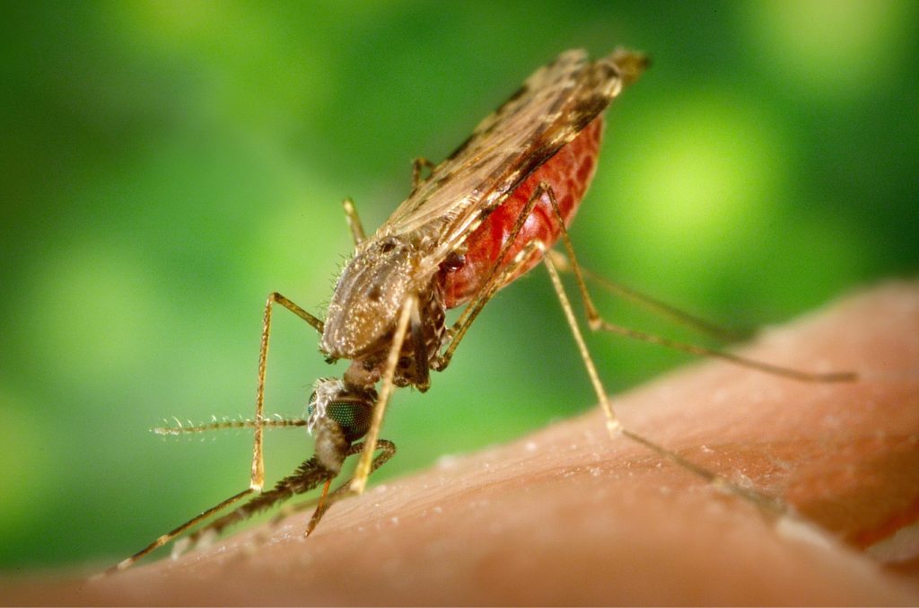 Familia de Anopheles gambie, mosquito transmisor de la malaria.