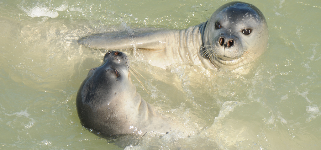 La Administración ultima el plan para reintroducir la foca monje en las islas, de donde se extinguió. Subadultos de foca monje jugando.M. A. Cedenilla. CBD-Habitat