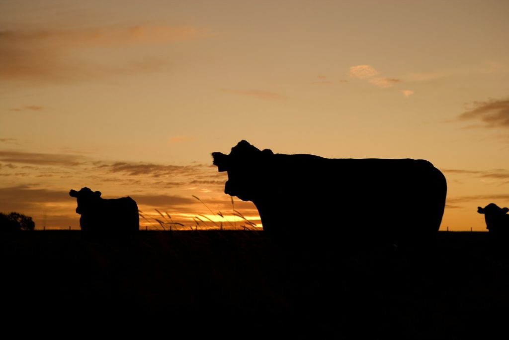 Bovigreen es un proyecto que busca reducir el impacto de la huella de carbono en el mercado de carne de bovino.