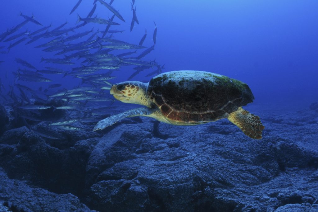 Las estrategias marinas de España buscan proteger los fondos y las especies que los habitan, como esta tortuga boba. Foto Carlos Minguell, Oceana