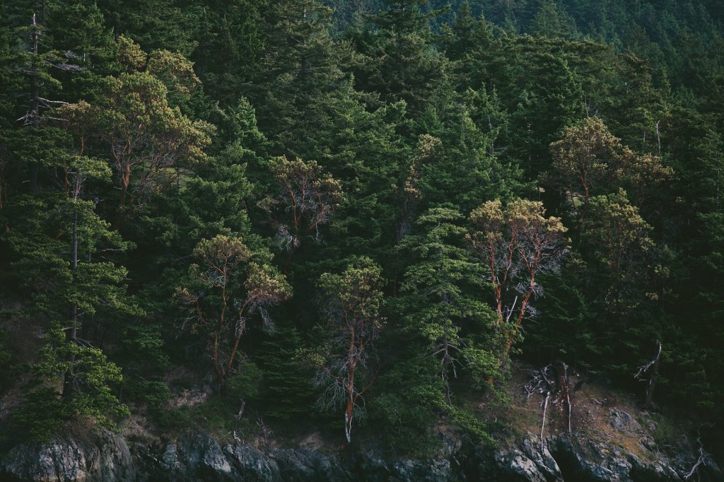 Los bosques son un de los frentes para luchar contra el cambio climático.