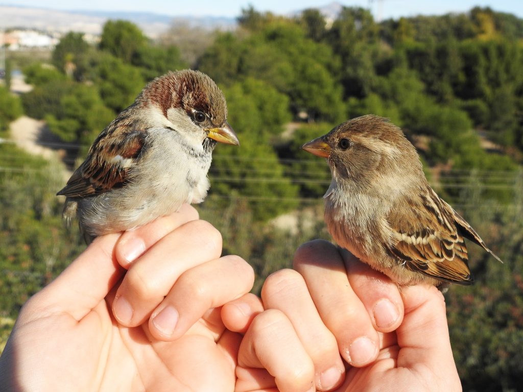 Los gorriones comunes son una de las especies más habituales en los resultados del programa BiObserva. Foto: Elías Gomis