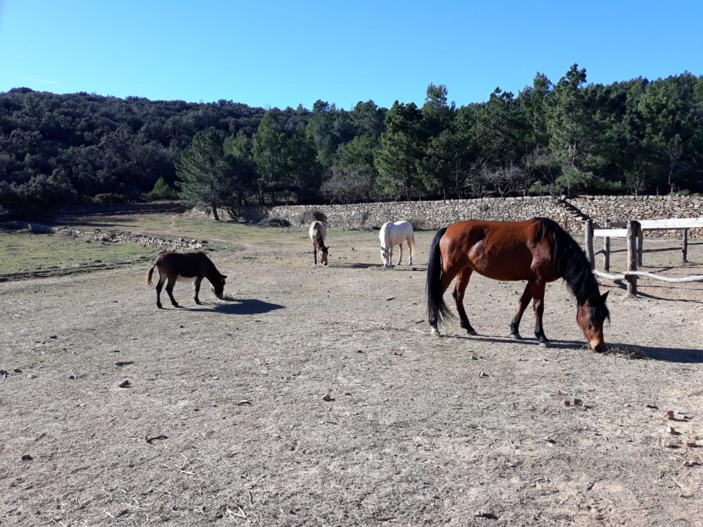 El refugio para caballos abandonados lo gestiona la Asociación Arcadia.