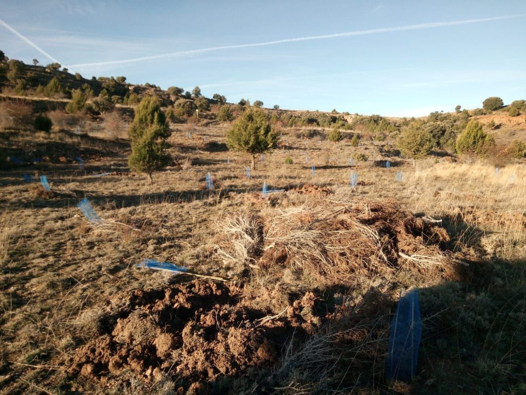 Los bosques semilla serían pequeñas áreas a partir de las cuales ayudar a la regeneración de una zona con problemas de vegetación.