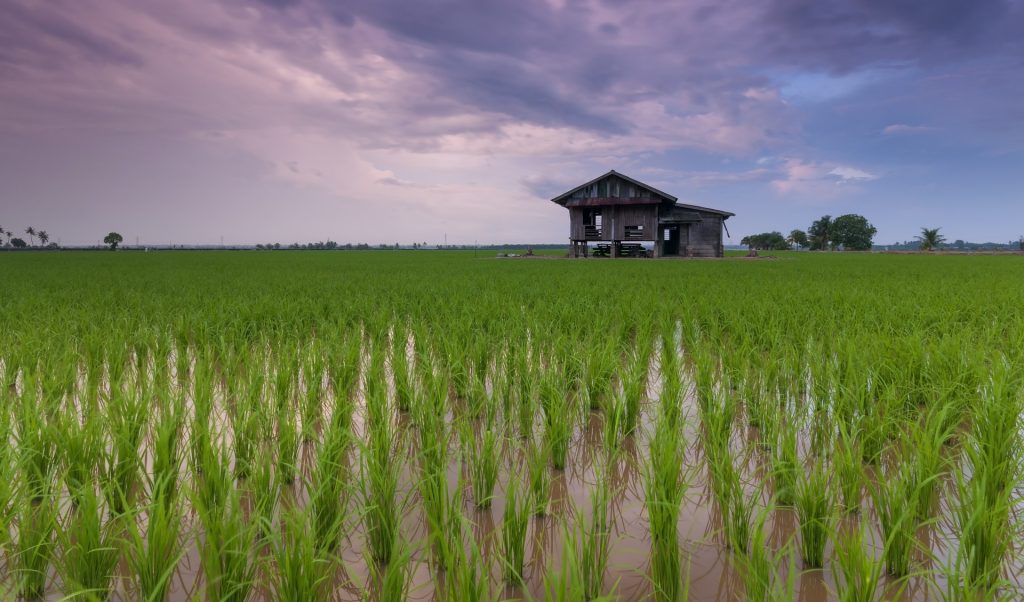 La huella hídrica del arroz le sitúa a la cabeza en el apartado de cereales porque es de los que más agua consume: 1.700 litros para medio kilo.