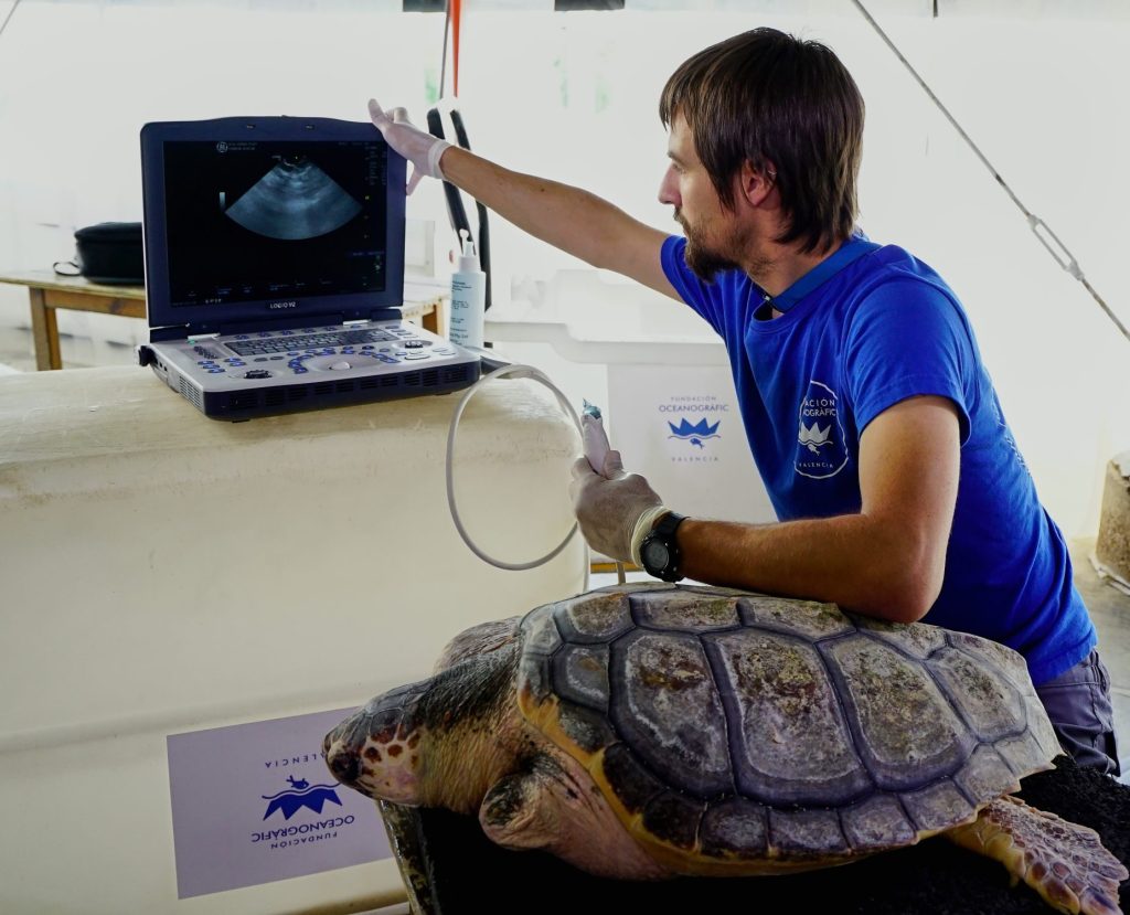 Este centro de recuperación de fauna marina trata a una media de ochenta tortugas al año.