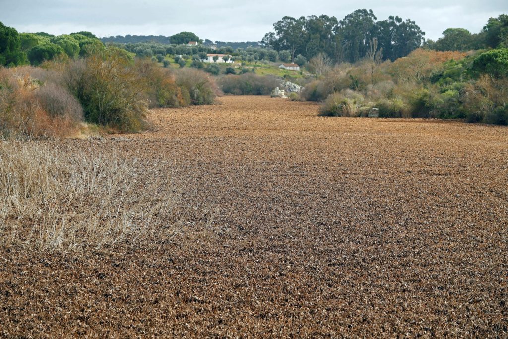 El control del camalote o jacinto de agua (Eichornia crassipes), en el que España ha invertido 35 millones de euros desde el año 2005 y que en Portugal amenaza con causar enormes pérdidas económicas y ambientales, ha trasladado al país vecino el debate sobre la conveniencia de usar productos químicos. En la imagen, vista de la presa de Furadouro (Mora) en el río Raia, afluente del Tajo portugués. EFE/J.J.Guillen