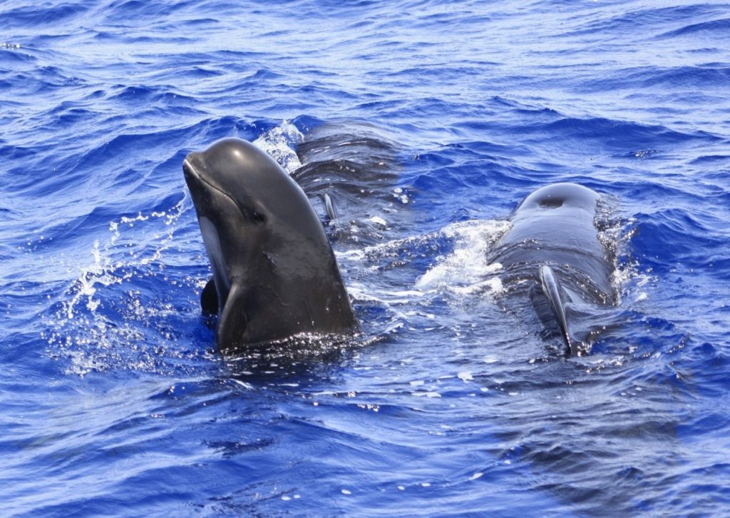 El sistema investiga las especies en Cabo Tiñoso y Mazarrón. Foto Rosa Canales