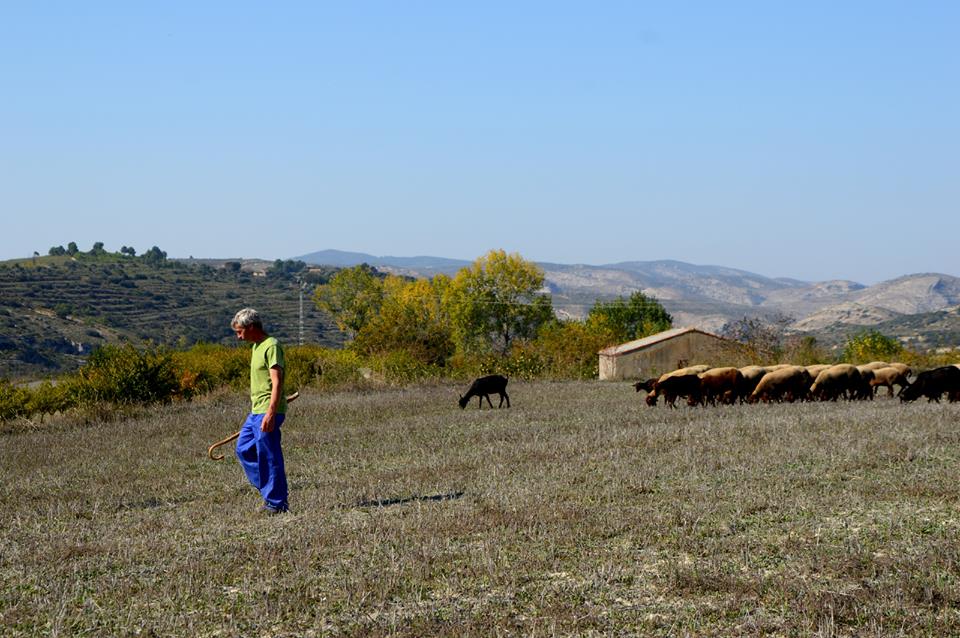 Esquellana se lanzó como cooperativa para proteger la oveja guirra y su lana.