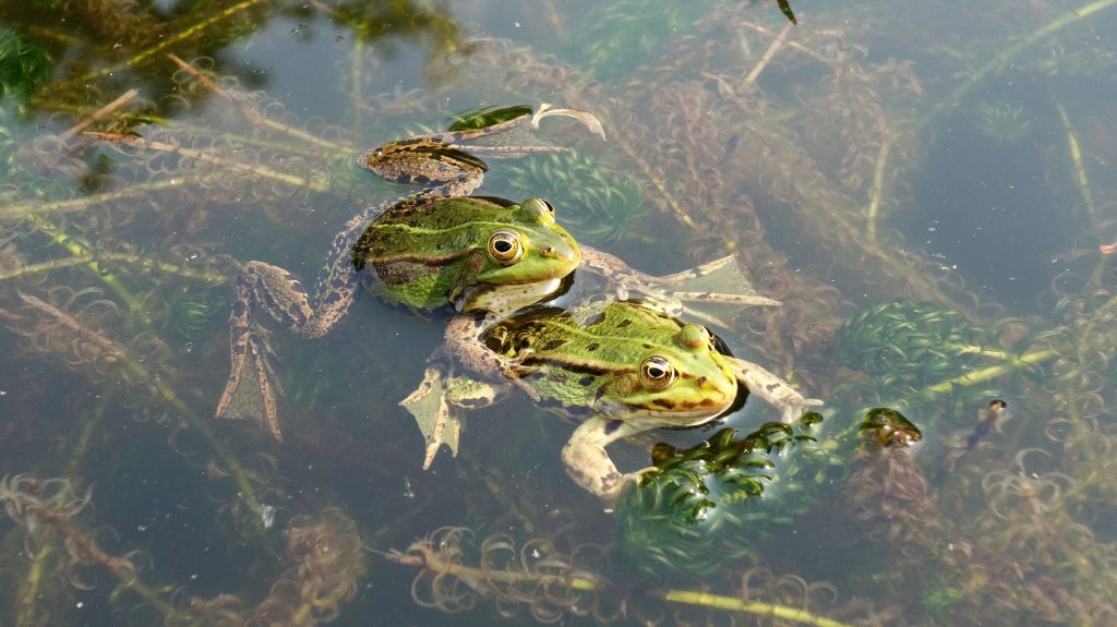 Las peculiaridades de la vida sexual de anfibios y reptiles, unos animales poco amorosos que suplen su falta de romanticismo con una mayor posibilidad de tener éxito reproductivo.