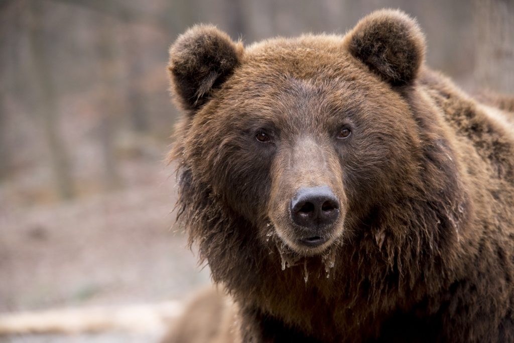 Los ataques de una hembra de oso pardo en Navarra, protagoniza el debate entre Francia y España sobre los Pirineos