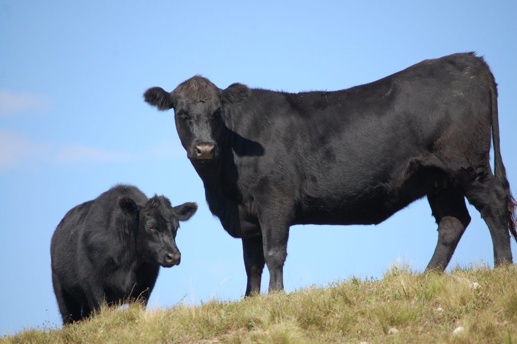 Vacas de las que se aprovecha el metano u ovejas que podan vides. Los animales pueden ser grandes alternativas a herbicidas y otros sistemas.