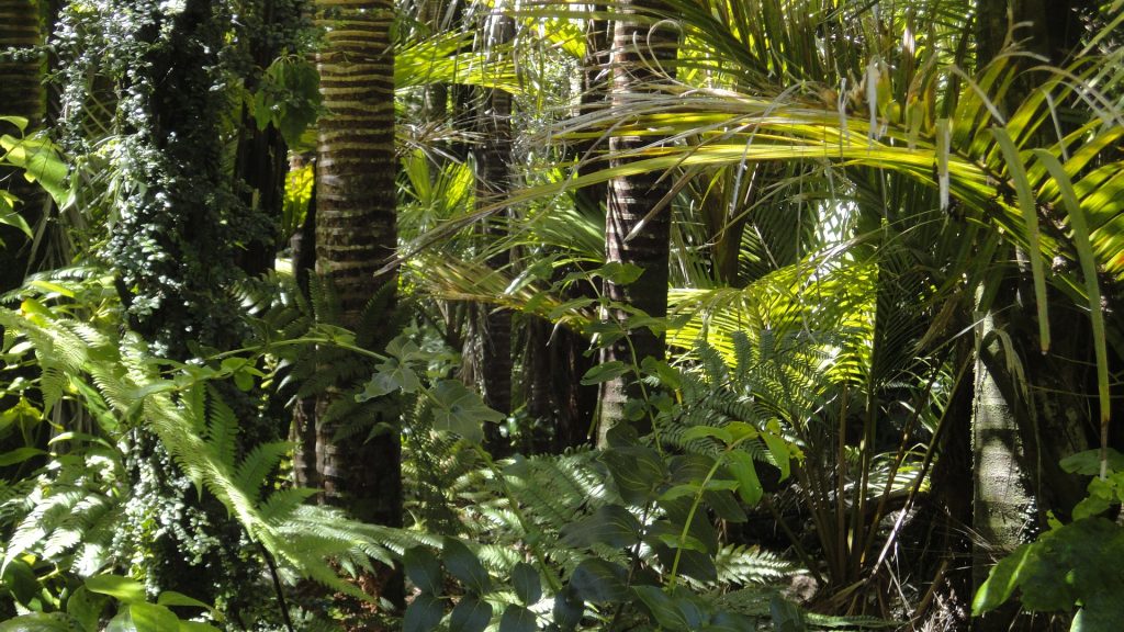 El incendio en la Amazonia es una catástrofe para el conjunto de la humanidad que plantea retos globales, más allá de fronteras o ideologías.