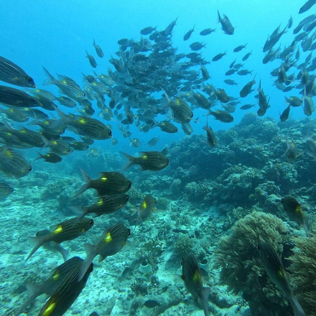 La medida anunciada por el Gobierno de Palaos busca proteger su rico ecosistema marino en el que basan gran parte de su atractivo turístico. / Palau Visitors Authority