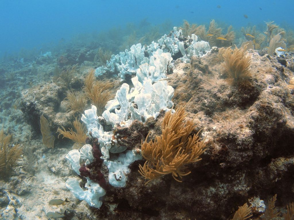 El blanqueamiento del coral es una señal de estrés como el provocado por altas temperaturas. Foto: USGS