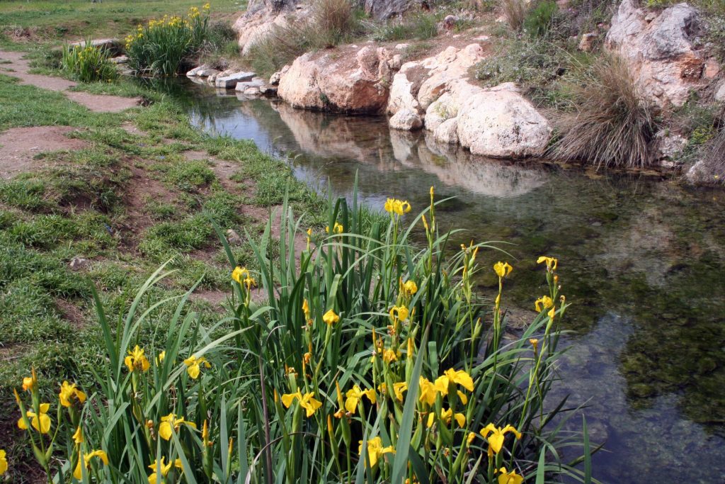 El Plan Estratégico de Humedales que prepara el Gobierno pretende estabilizarlos frente a los problemas críticos a causa de la crisis climática. Detalle del Marjal de Almenara y una zona de surgencia. Generalitat Valenciana.