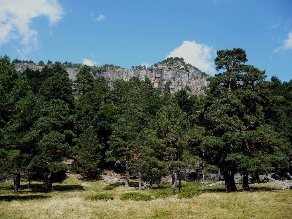 Los bosques de Soria son los que más madera han subastado en el último trimestre de 2019.