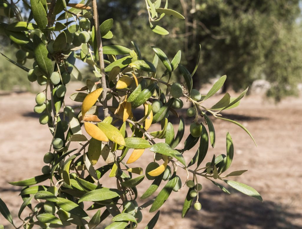 El proyecto Grupo Operativo Salud Olivar usará tecnologías innovadoras para detectar síntomas de enfermedades como Xylella fastidiosa o verticiliosis.