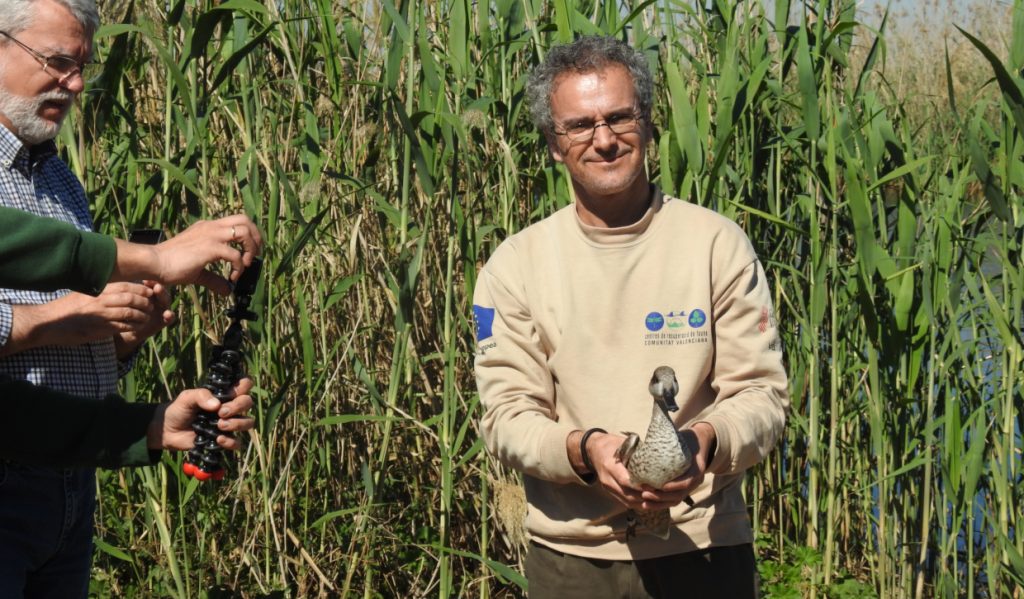 Suelta de ejemplares de cerceta pardilla en el Clot de Galvany Fuente: Ayuntamiento Elche