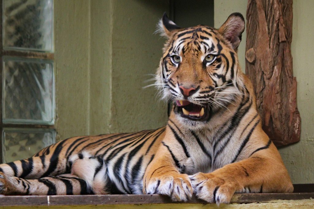 Hay seis grandes felinos del zoológico del Bronx que se han puesto enfermos, probablemente contagiados por un trabajador asintomático