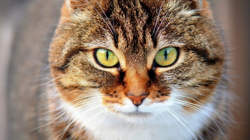 El laboratorio Iberogen ha creado una prueba para detectar coronavirus en mascotas y otros animales..