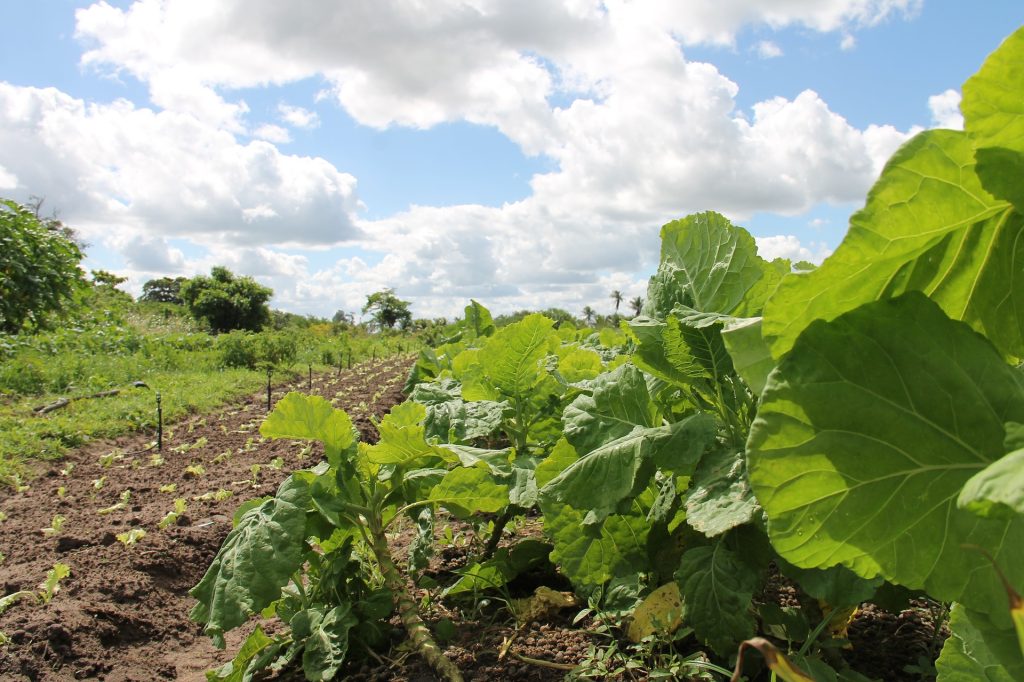 La UMH dirige el programa Go Innowater para mejorar la productividad agrícola en estos cultivos que valga tanto para grandes explotaciones como parcelas de menor tamaño.