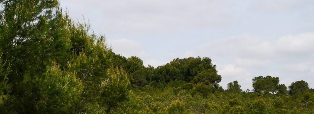 El uso de agua regenerada em el proyecto Guardian será ejemplo para Europa en cómo abordar la prevención de incendios en determinadas áreas.