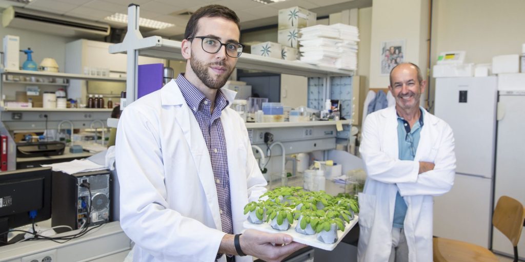 Una investigación sobre mejora genética del laboratorio de Aurelio Gómez para la Universitat Jaume I averigua los mecanismos para obtener plantas con mayor capacidad.