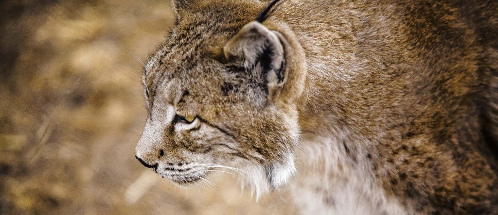 La recuperación del lince ibérico es de las pocas excepciones a la grave situación de los hábitats protegidos en la UE