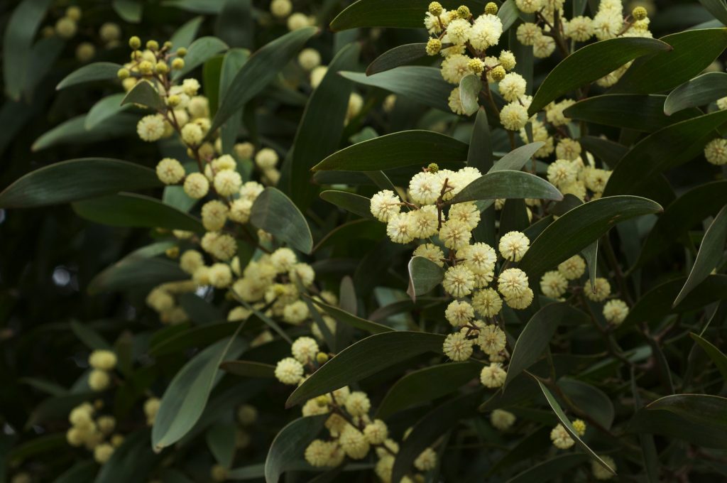 La acacia negra es una de las tres nuevas especies invasoras que ha identificado el Miteco.