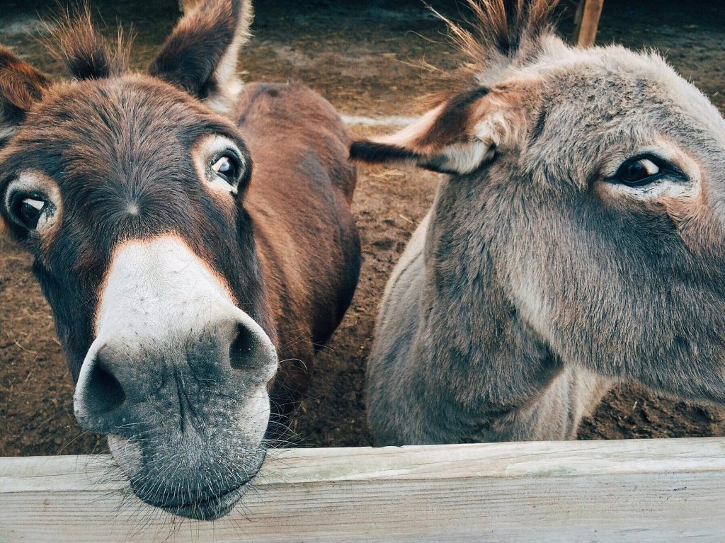 Sin ingresos por visitas, estos centros se reinventan. En Fuives han sacado una línea de cosméticos de leche de burra. Foto: ACN