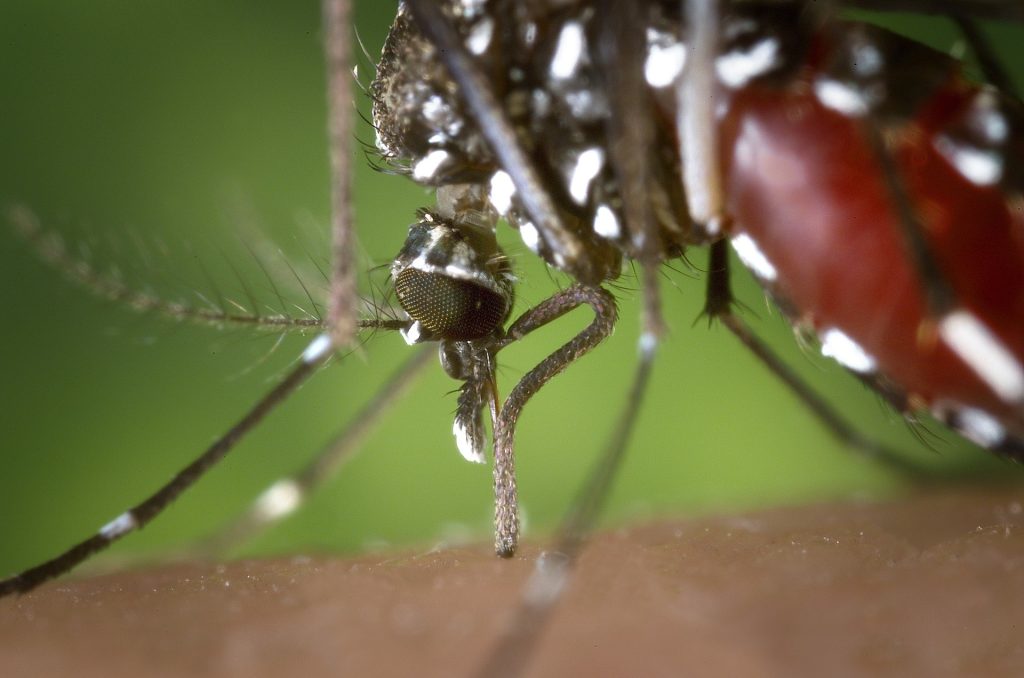 Este año ha habido el doble de mosquitos tigre en el Estado que el año anterior, según el proyecto Mosquito Alert. En las dos últimas semanas la plataforma ha recibido más de 250 observaciones confirmadas.