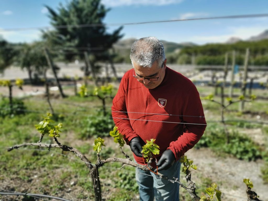 Tratamiento con feromonas de Bocopa