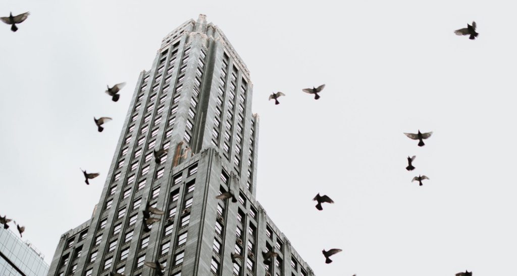 La contaminación acústica afecta las habilidades cognitivas de los pájaros. Foto: Luke Witter