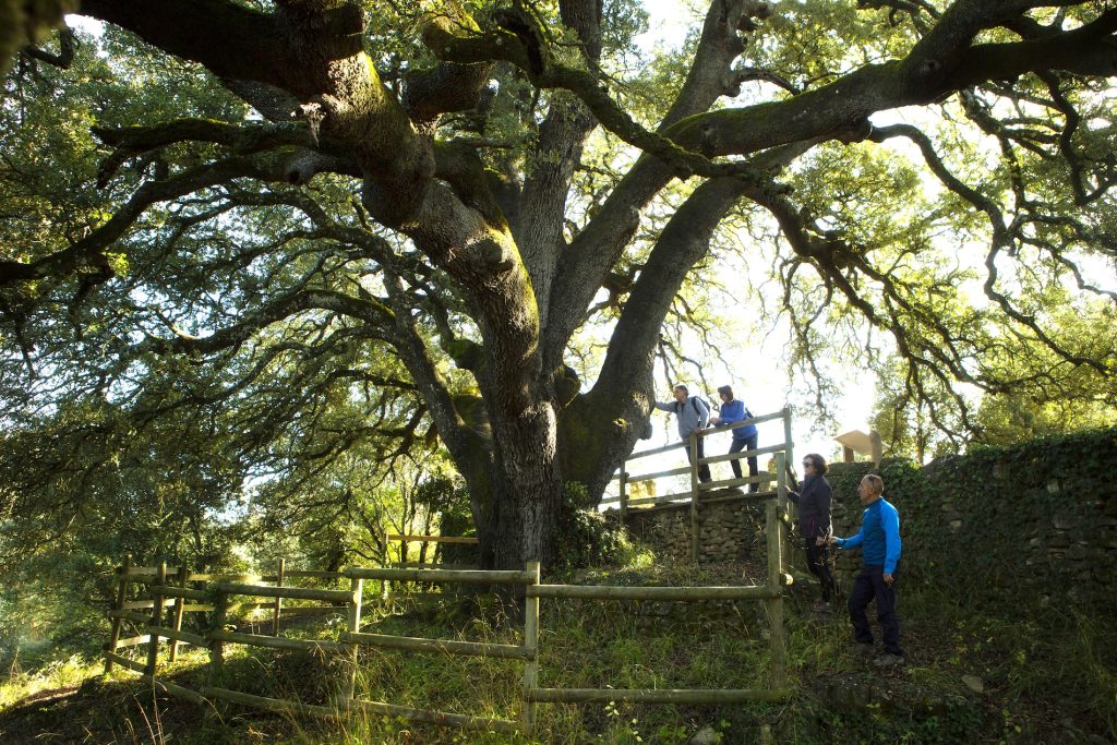 La carrasca de Lecina bate el récord de votos en el Árbol europeo del año. Foto: Ayuntamiento de Lecina