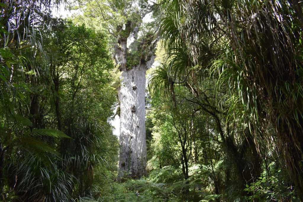 Los troncos de los kauris, unos árboles australianos, encontrados en un pantano reflejan el impacto de la inversión magnética de los polos. Foto: Yathursan Gunaratnam