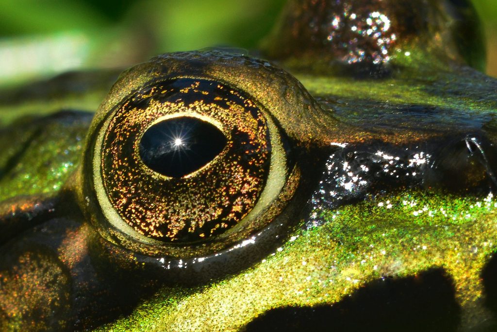 En 2021 se celebrarán diversas cumbres internacionales que serán clave para el mantenimiento de la biodiversidad, necesaria para la supervivencia de la humanidad. Foto: Jean Louis Aubert