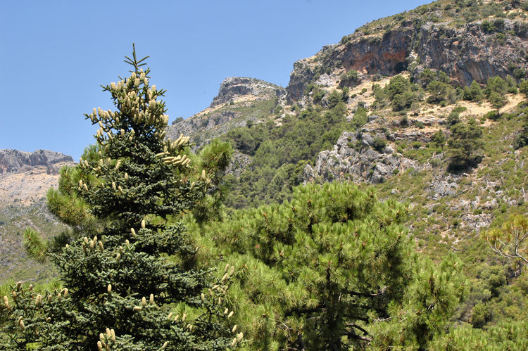 La nueva incorporación al sistema de territorios protegidos del Estado abarca 23 000 hectáreas en Málaga. Así es el pinsapo de Sierra de las Nieves.