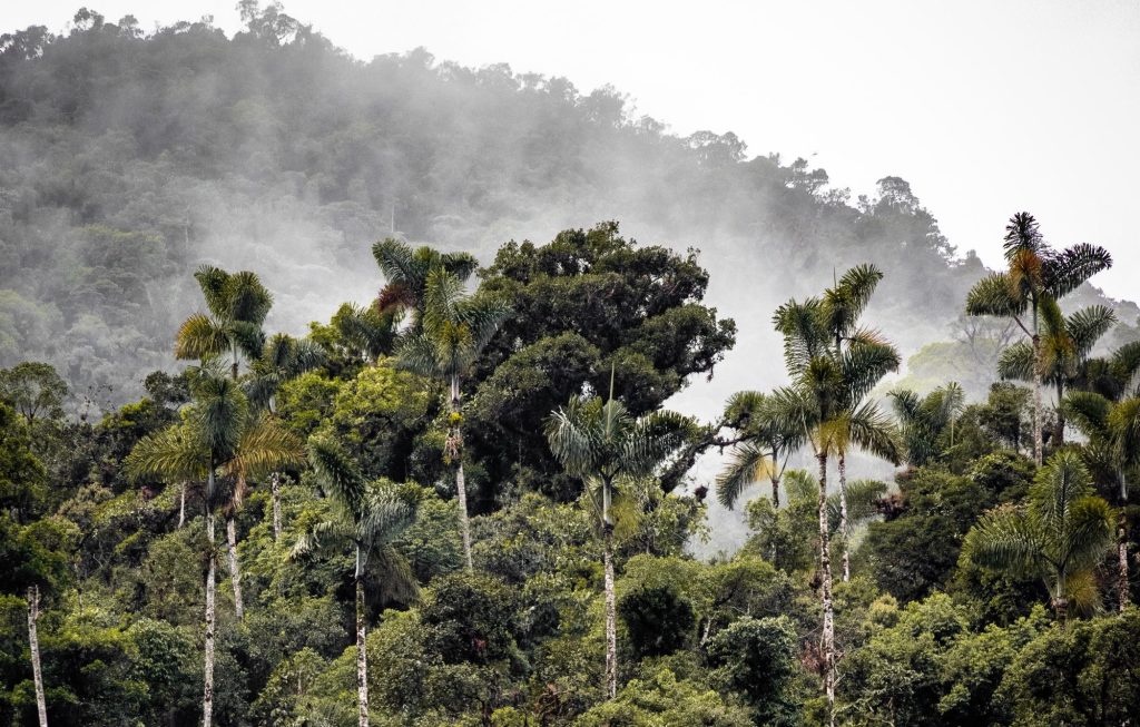 Un estudio científico mide durante dos décadas los cambios en los flujos de carbono en la biomasa leñosa del planeta. El estudio ha sido liderado por la NASA en colaboración de varios centros de investigación internacionales como la Unidad Mixta de investigación CTFC - Agrotecnio y la Universitat de Lleida.