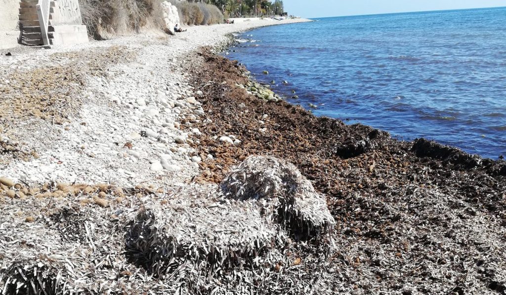 La posidonia seca, presente aquí como los arribazones en la costa alicantina.