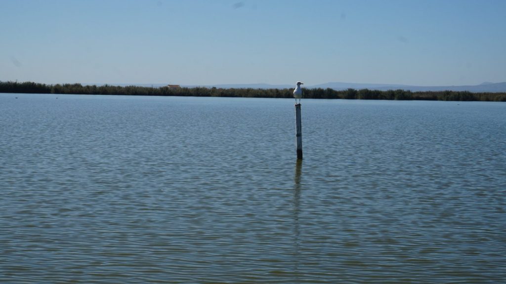 El lago natural más grande de España, l'Albufera de Valencia quiere saber su futuro con el medio centenar de expertos reunidos por la UPV.