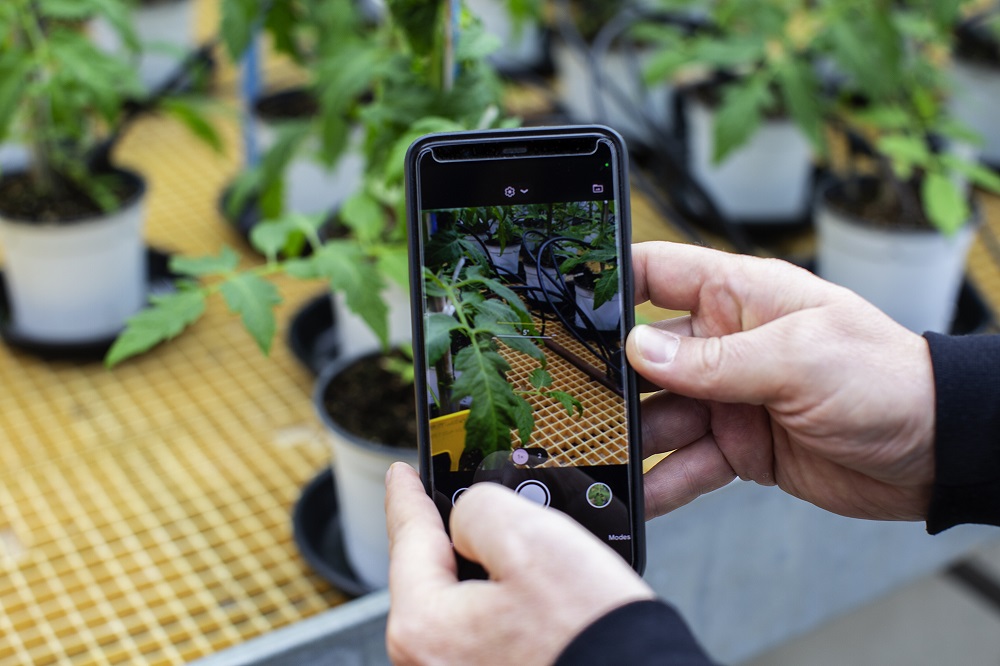 Dirigida a los agricultores y técnicos agrícolas, mediante una fotografía Doctor X Nabat escanea la afectación de la planta.