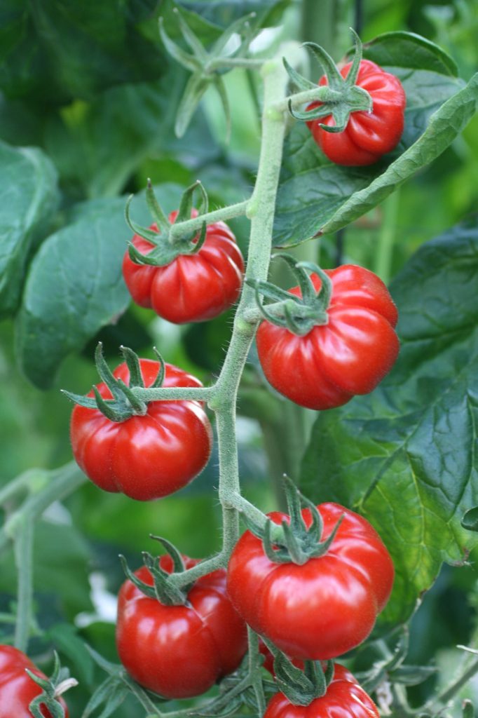 Un grupo internacional de investigadores, entre ellos de la Politècnica de València, estudia el origen del tomate.