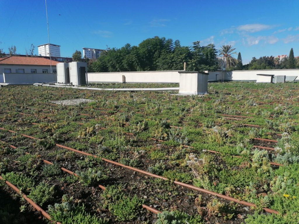 Ya crece la cubierta verde en el centro de mayores de Benicalap. Foto Las Naves