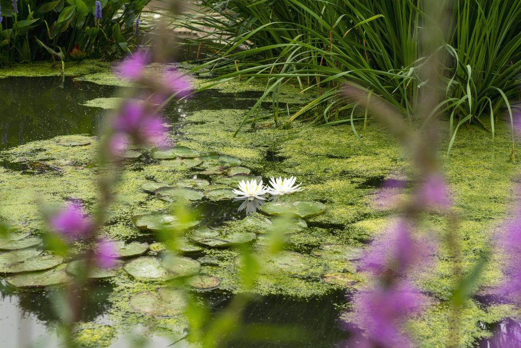 El Día Mundial del Medio Ambiente, que se celebra el 5 de junio, lleva este año por lema Una sola Tierra. Con él se reclama cambios profundos en las políticas y en nuestras decisiones para vivir en armonía con la naturaleza.