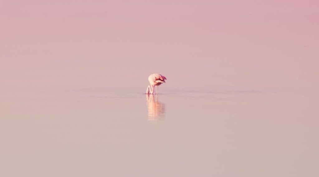 Ecoturismo en la Laguna Rosa