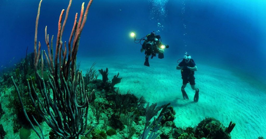 Al rescate de la Posidonia